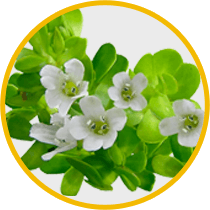 Bacopa monnieri
