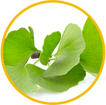 Ginkgo Biloba