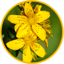St. John’s Wort
